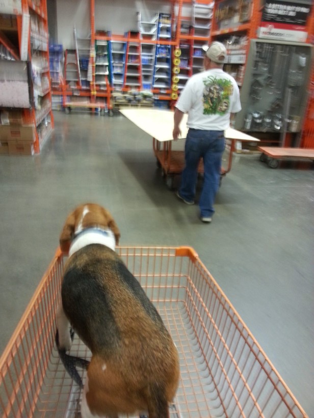 Even Baxter got to have some fun, riding along to Home Depot to buy some wasp spray, tire filler, plywood, and a ladder.